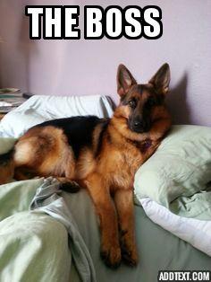 9 Facts About German Shepherd Dogs