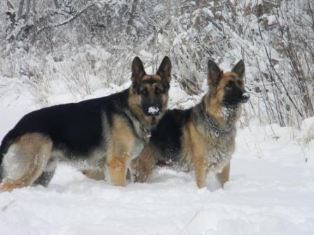9 Facts About German Shepherd Dogs