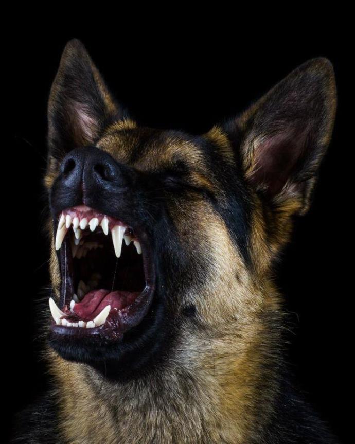 9 Facts About German Shepherd Dogs