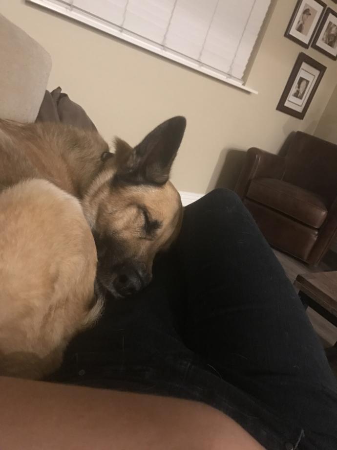 9 Facts About German Shepherd Dogs