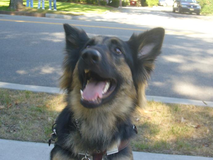 9 Facts About German Shepherd Dogs