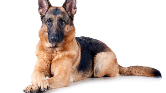 9 Facts About German Shepherd Dogs