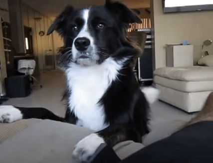 My Top 10 Favorite Dog Breeds