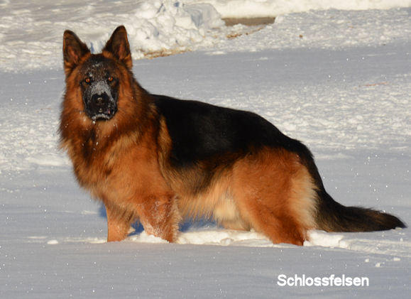 My Top 10 Favorite Dog Breeds