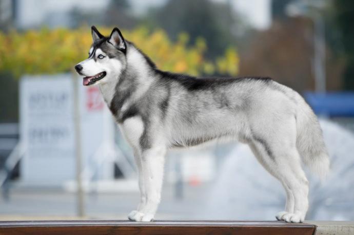 My Top 10 Favorite Dog Breeds