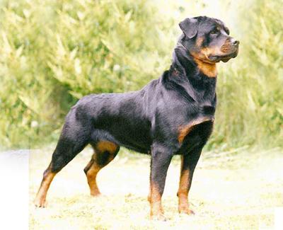 My Top 10 Favorite Dog Breeds