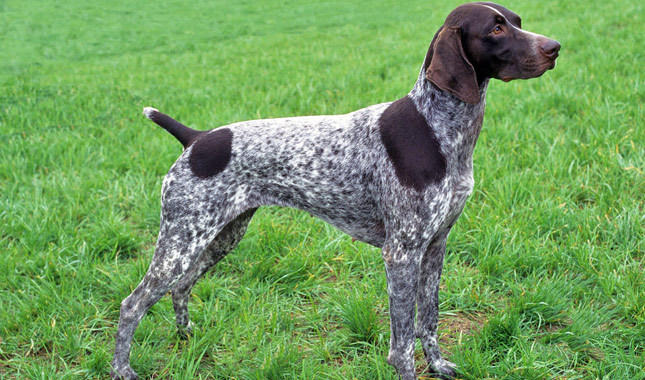 My Top 10 Favorite Dog Breeds
