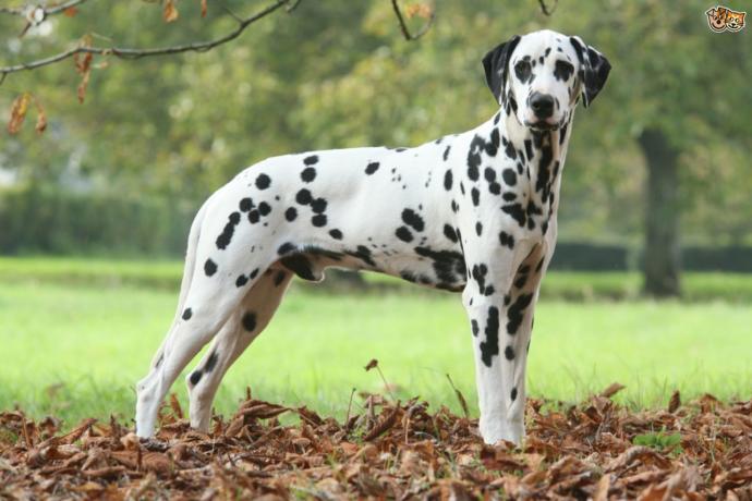 My Top 10 Favorite Dog Breeds