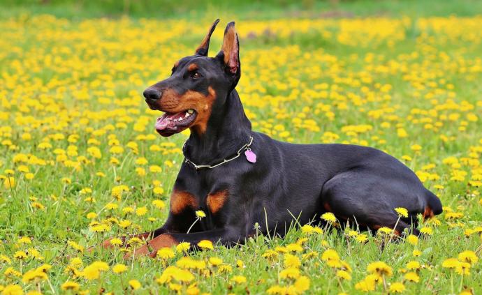 My Top 10 Favorite Dog Breeds