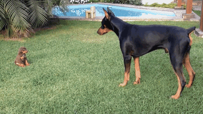 My Top 10 Favorite Dog Breeds