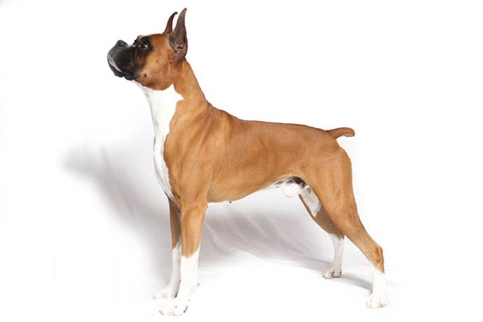 My Top 10 Favorite Dog Breeds