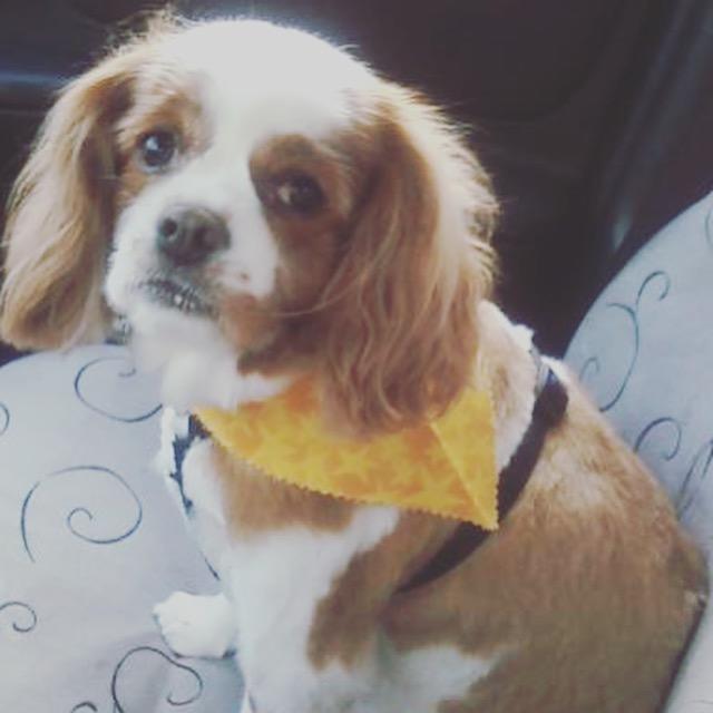 My Top 10 Favorite Dog Breeds