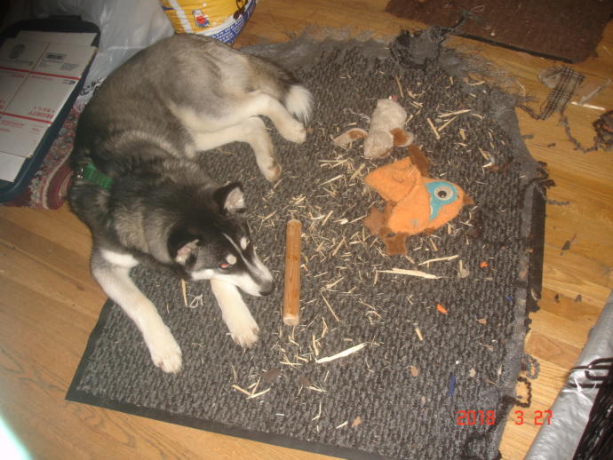 My Top 10 Favorite Dog Breeds