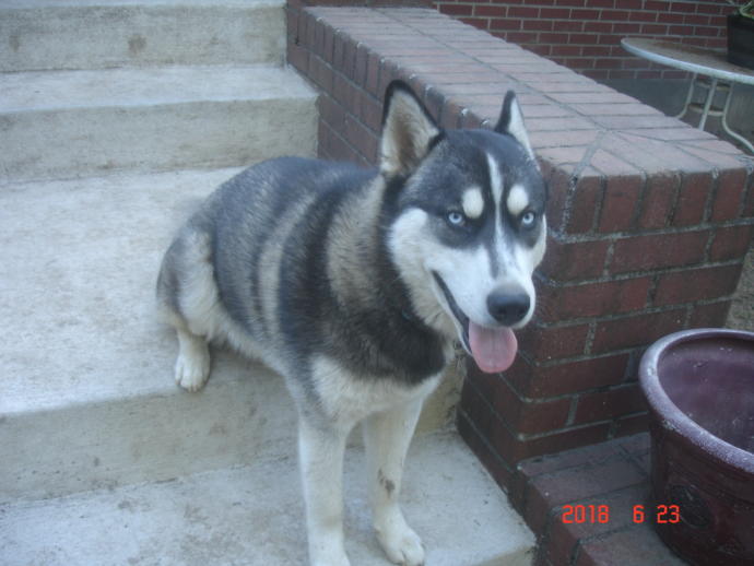 My Top 10 Favorite Dog Breeds