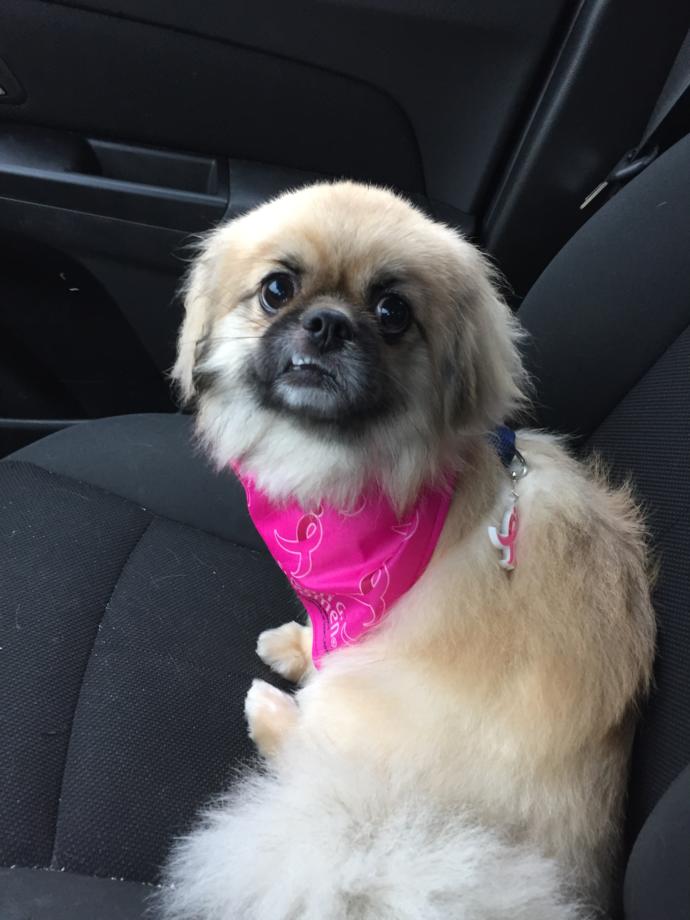 My Top 10 Favorite Dog Breeds