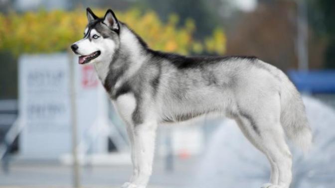 My Top 10 Favorite Dog Breeds