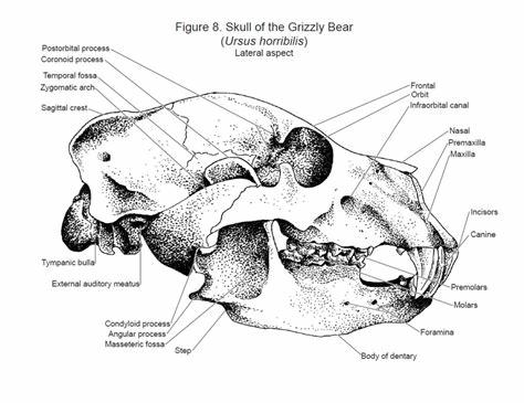 In the lower left corner, the masseteric fossa is where you would find the masseter muscle, which is responsible for the strong bite function. The fossa is so deep because the masseter in bears is so bulky, the jaw bone is more sunken in to accommodate its sheer size.