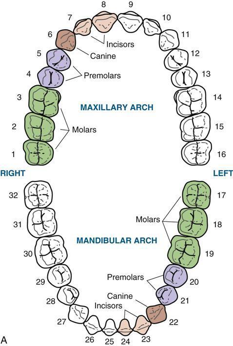 This diagram illustrates the different classes of teeth most adults have. Different animals have different numbers of teeth of each class.