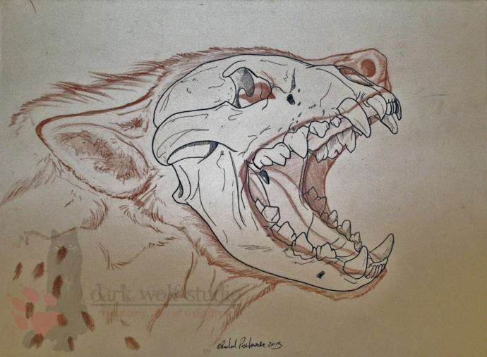 Don't be fooled by their demeanor. They have a serious set of chompers.