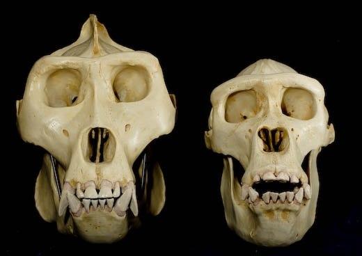 Left: Male gorilla skull; Right: female gorilla skull. This is an example of sexual dimorphism. Male gorillas have larger skulls, larger teeth, longer canines, and significantly larger muscles than their female counterparts. Male gorillas also have a sagital crest on the top of the skull, and the lower back angle of the jaw has these