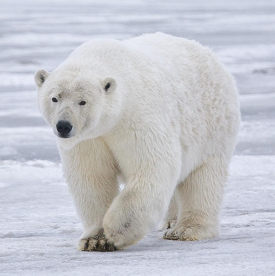 Aren't they so cute and lovable?! If you ever see one of these eating a seal, you might beg to differ, but I still love polar bears though.