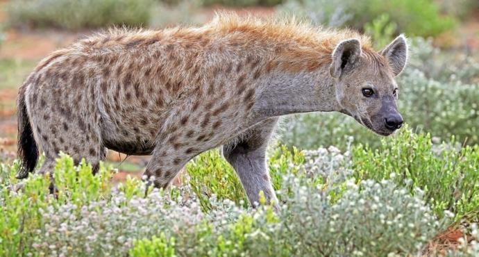 Spotted hyena