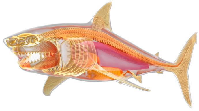 Shark anatomy showing what the jaw muscles look like. Notice, the skeleton in sharks is made up of cartilage, as they have no bones at all. Who needs bones anyway? Not if you're a shark.