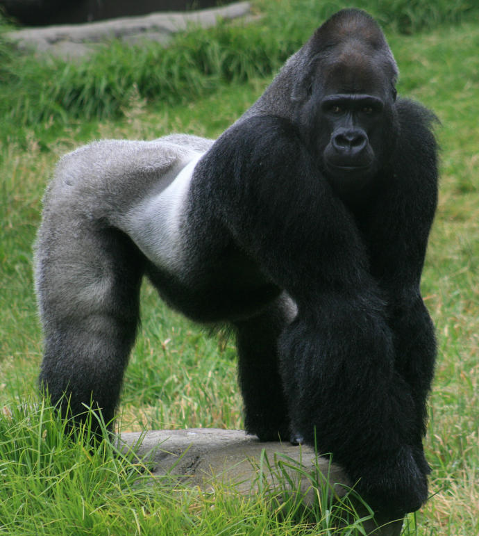 Does it Bite? Yes! Animals Ranked by Strength of Their Bite (Part I)