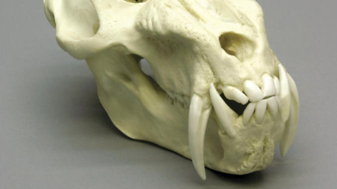 Does it Bite? Yes! Animals Ranked by Strength of Their Bite (Part I)