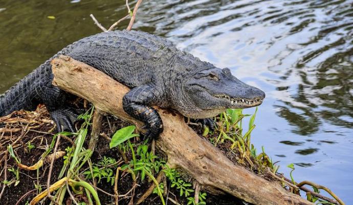 American Alligator