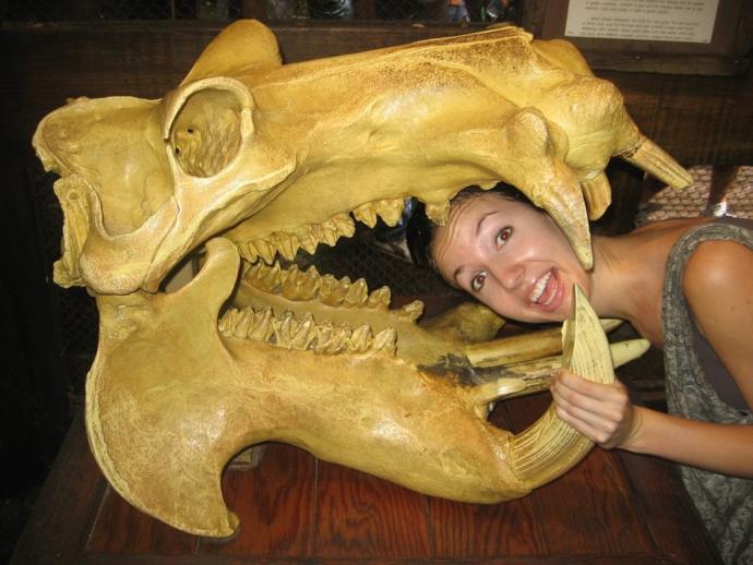 This is said hippo skull with human for size comparison.
