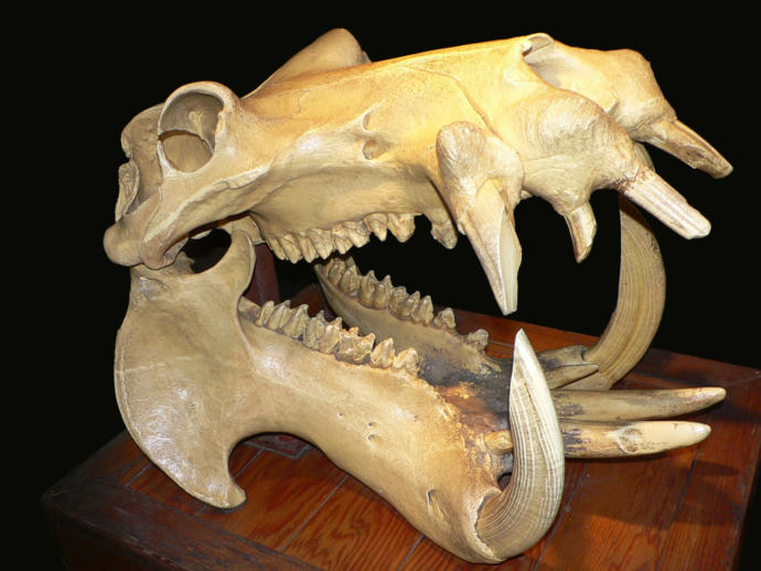 This is a hippo skull