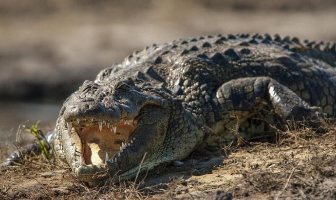 Nile Crocodile