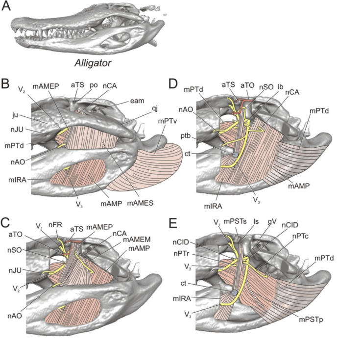 Alligator jaw anatomy