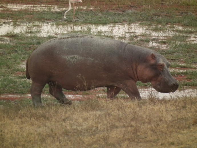 This is a hippo.
