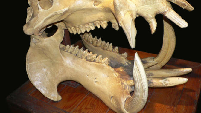 Does it Bite? Yes! Animals Ranked by Strength of Their Bite (Part II)