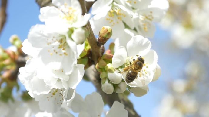 5 Interesting Facts About Bees