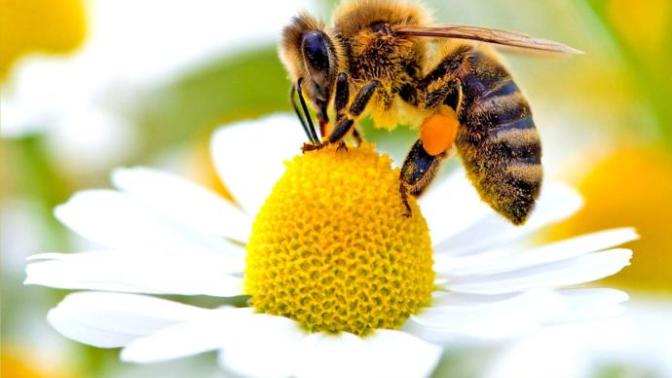 5 Interesting Facts About Bees