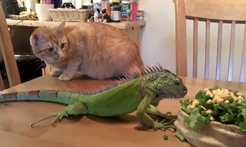 10 Of My Favorite Animals