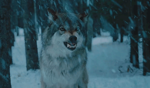 10 Of My Favorite Animals