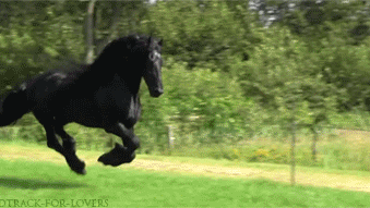 10 Of My Favorite Animals