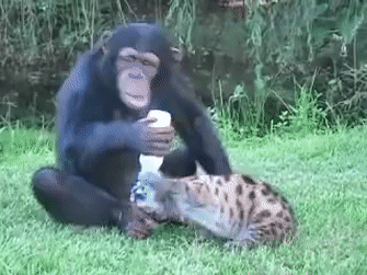 10 Of My Favorite Animals