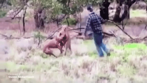 10 Of My Favorite Animals