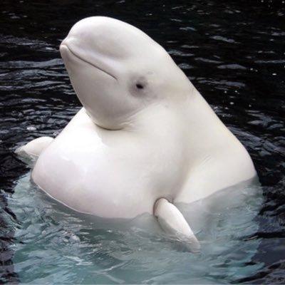 10 Of My Favorite Animals