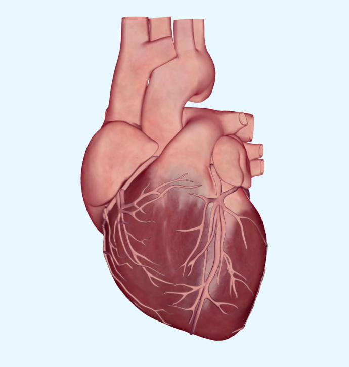 our heart
