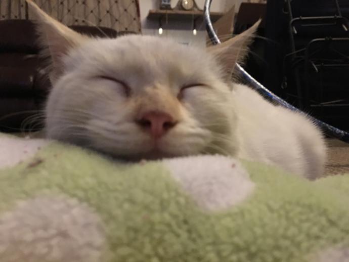 How Do You Know Your Cat Loves You?