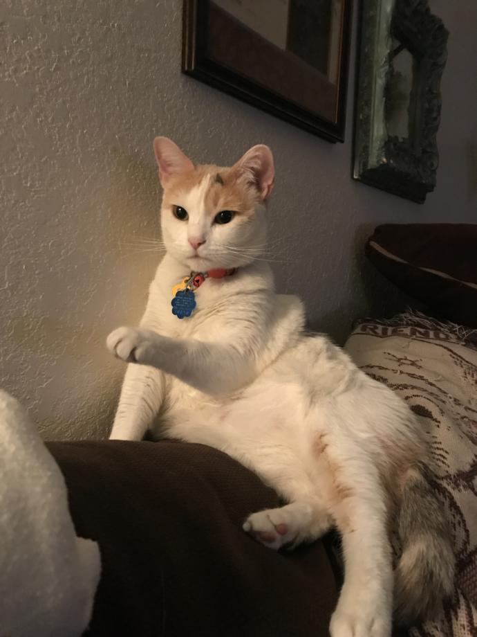 How Do You Know Your Cat Loves You?
