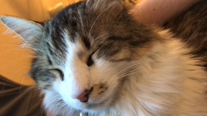 How Do You Know Your Cat Loves You?