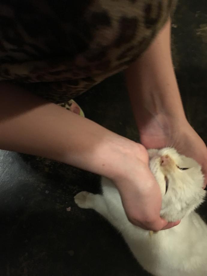How Do You Know Your Cat Loves You?