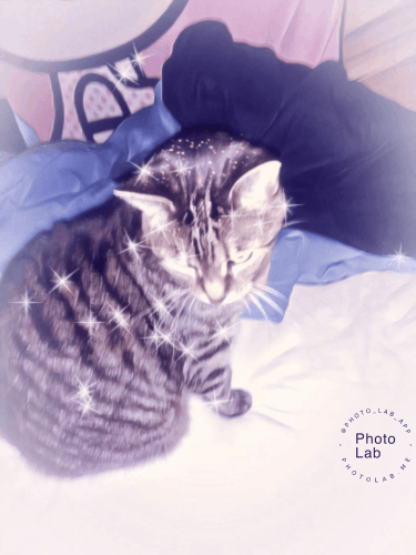 How Do You Know Your Cat Loves You?